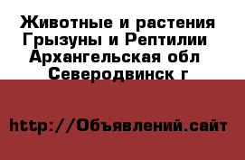 Животные и растения Грызуны и Рептилии. Архангельская обл.,Северодвинск г.